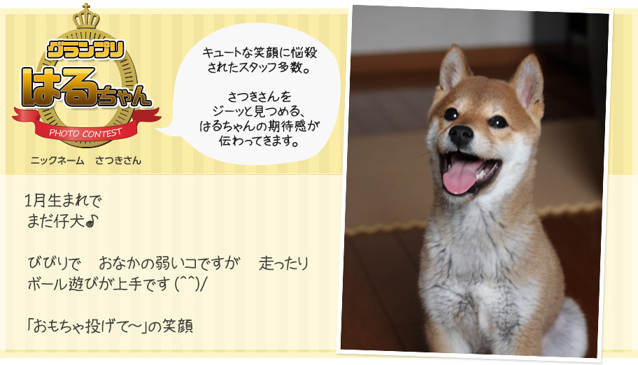グランプリ　はるちゃん　ニックネーム　さつきさん　１月生まれでまだ仔犬♪びびりで　おなかの弱いコですが　走ったりボール遊びが上手です(^^)/「おもちゃ投げて～」の笑顔 