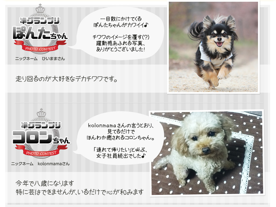 準グランプリ　ぽんたちゃん （ニックネーム　ひいままさん）準グランプリ　コロンちゃん （ニックネーム　kolonmamaさん）