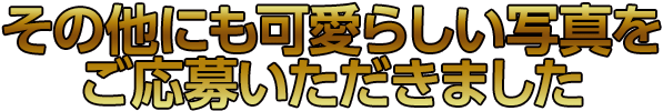 その他にも可愛らしい写真をご応募いただきました